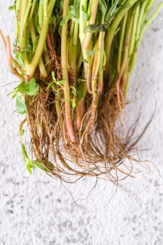 Natural purslane stems and grounded roots on white stone table