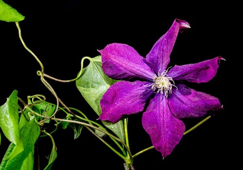 Beautiful Blooming purple clemantis flower on a black background. Flower head close-up.