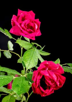 Red Peace tea rose on a black background. Flower head close-up.