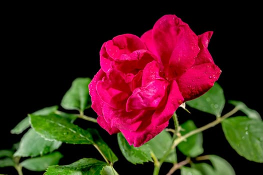 Red Peace tea rose on a black background. Flower head close-up.