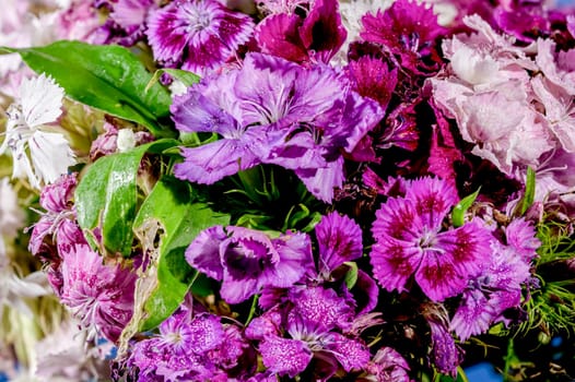 Multicolored Turkish carnation flower on a blue background. Flower head close-up.