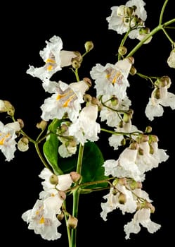 Beautiful Blooming white Northern Catalpa flower on a black background. Flower head close-up.