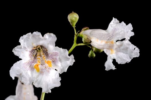 Beautiful Blooming white Northern Catalpa flower on a black background. Flower head close-up.