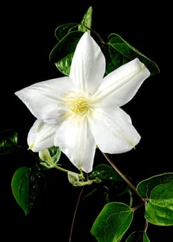 Beautiful Blooming white clemantis Arabella flower on a black background. Flower head close-up.