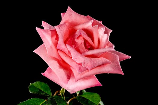 Coral pink French rose on a black background. Flower head close-up.