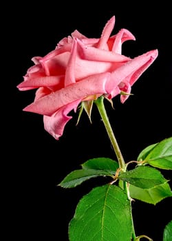 Coral pink French rose on a black background. Flower head close-up.