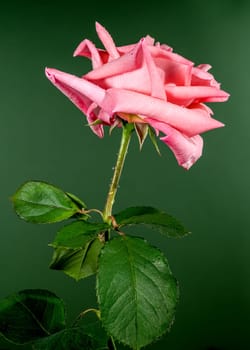 Coral pink French rose on a green background. Flower head close-up.