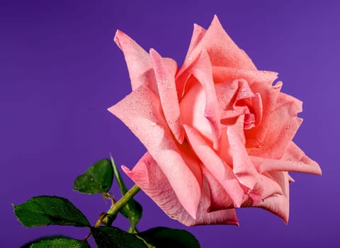 Coral pink French rose on a purple background. Flower head close-up.