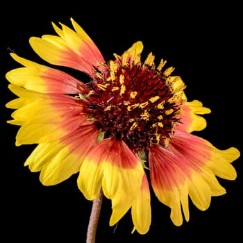 Beautiful Blooming red Gaillardia or blanket flower isolated on a black background. Flower head close-up.