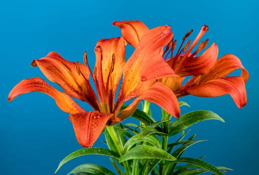 Blooming Orange lily flower on a blue background. Flower head close-up.