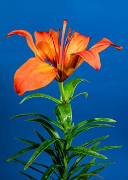 Blooming Orange lily flower on a blue background. Flower head close-up.