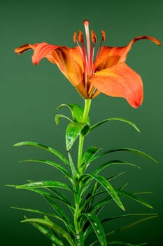 Blooming Orange lily flower on a green background. Flower head close-up.