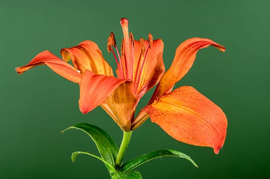 Blooming Orange lily flower on a green background. Flower head close-up.