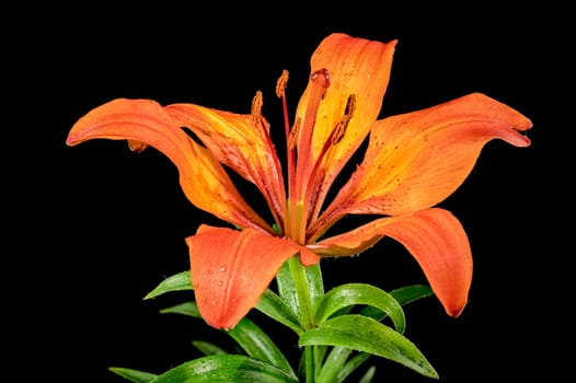 Blooming Orange lily flower on a black background. Flower head close-up.