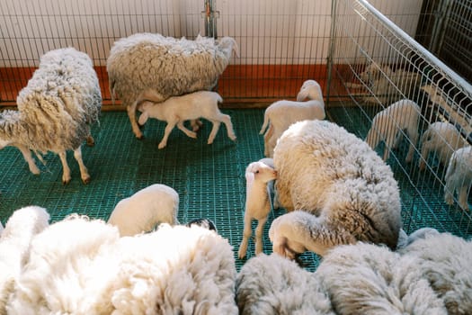 White lambs stand near mothers sheep in a pen on a farm. High quality photo