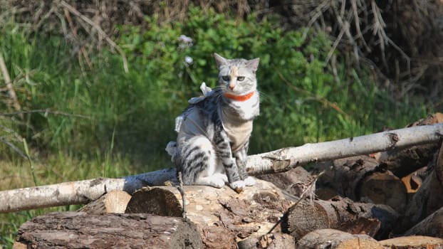 A cat after spaying in an apron on the grass