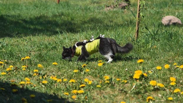 A cat after spaying in an apron on the grass