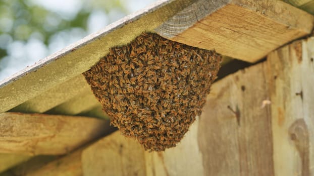 A hive of wild bees in the countryside