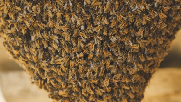 A hive of wild bees have attached themselves to the barn