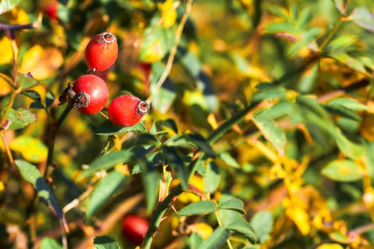 The fruit of a rose, especially a wild kind. Red healthy rose hips for tea and tincture, filled with vitamins and microelements