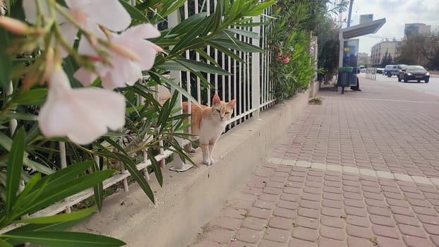 street city, cat, bush with pink flowers, nature and fence . High quality photo