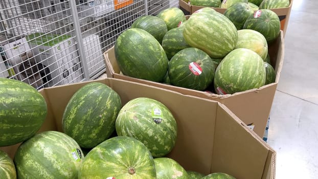 Denver, Colorado, USA-June 10, 2024-Slow motion-A vibrant display of fresh, ripe watermelons at Sams Club. The watermelons, each with a sticker indicating their quality, are piled high and ready for customers to purchase.