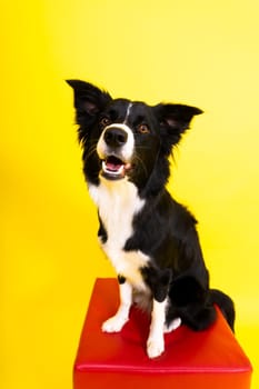 Happy black dog border collie portrait on a yellow and red background