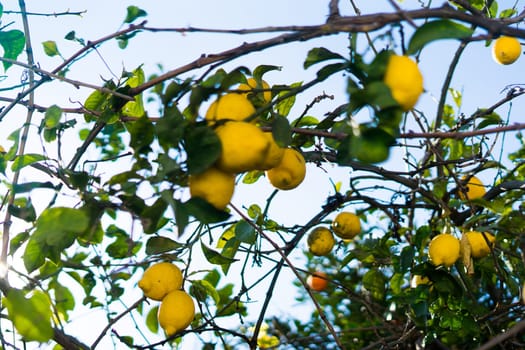 Lemon garden ready for harvest. Bunches of fresh yellow ripe lemons with a green leaves.