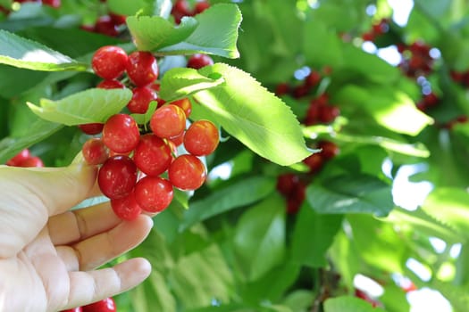 Picking sweet cherries in the orchard. Close up of fresh and ripe cherries picking from a branch, slow motion