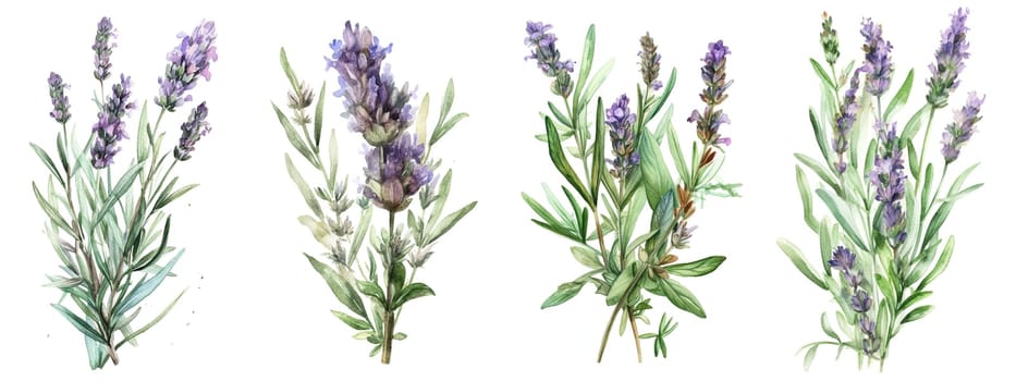 Watercolor set collection with lavender sprig and leaves isolated on a white background. Healthy food and seasoning concept. AI generated illustration.