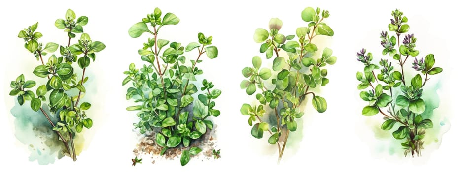 Watercolor set collection with green majoram sprig and leaves isolated on a white background. Healthy food and seasoning concept. AI generated illustration.