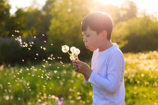 A boy blows up a dandelion in the sunset light. Summer flowers. a summer evening. evening sunset light . happy childhood. High quality photo