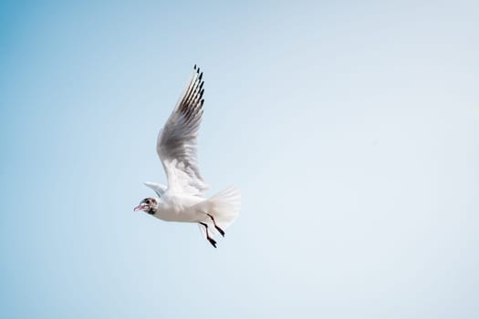 Seabird with sleek feathers and pointed beak, known as a seagull, gracefully soars through the clear blue sky in a mesmerizing flight event