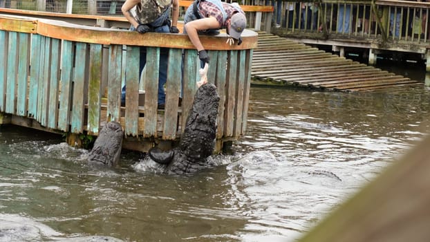 An alligator snapping its jaws while being fed a piece of meat by a gloved zookeeper at a wildlife park in Florida. More alligators swim around in the murky water below the wooden walkway.