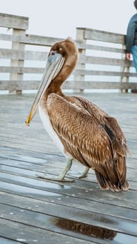 A brown pelican perched on a weathered dock by the ocean, gazing at the camera. The docks puddles reflect the sky, with the vast ocean and clear blue sky in the background.