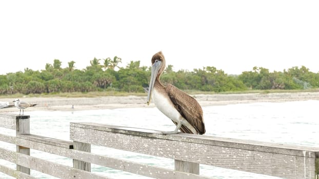 A brown pelican perched on a weathered dock by the ocean, gazing at the camera. The docks puddles reflect the sky, with the vast ocean and clear blue sky in the background.