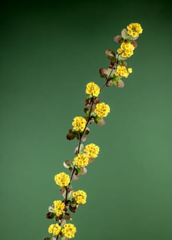 Beautiful Blooming yellow barberry on a green background. Flower head close-up.