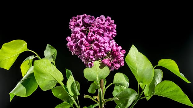 Beautiful blooming dark purple lilac isolated on a black background. Flower head close-up.