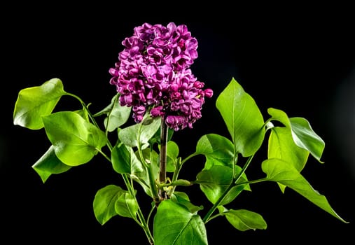 Beautiful blooming dark purple lilac isolated on a black background. Flower head close-up.