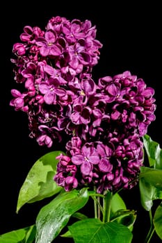 Beautiful blooming dark purple lilac isolated on a black background. Flower head close-up.