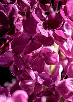 Beautiful blooming dark purple lilac isolated on a black background. Flower head close-up.