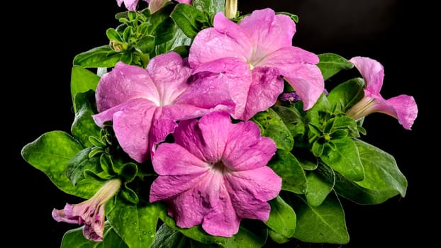 Beautiful Blooming violet Petunia Prism Lavender flowers on a black background. Flower head close-up.