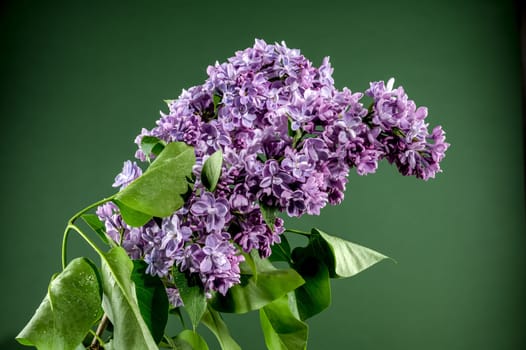 Beautiful blooming Pink flowers of Syringa vulgaris (Common lilac) on a green background. Flower head close-up.