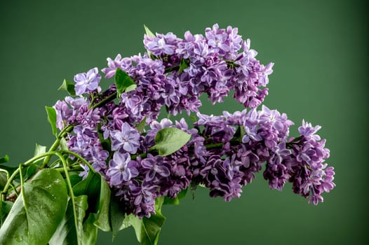 Beautiful blooming Pink flowers of Syringa vulgaris (Common lilac) on a green background. Flower head close-up.