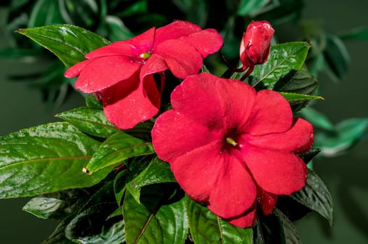 Beautiful Blooming red impatiens hawkeri flowers on a green leaves background. Flower head close-up.