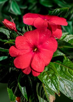 Beautiful Blooming red impatiens hawkeri flowers on a green leaves background. Flower head close-up.