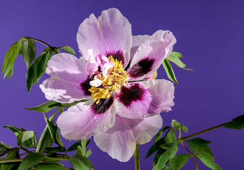 Beautiful Blooming white and pink Rock’s peony on a purple k background. Flower head close-up.