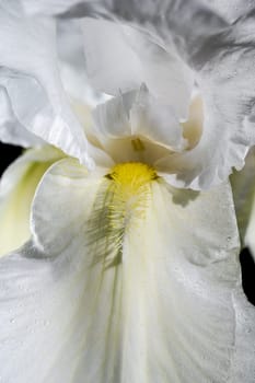 Beautiful Blooming white iris Immortality isolated on a black background. Flower head close-up.