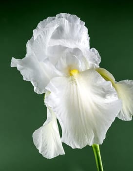 Beautiful Blooming white iris Immortality on a green background. Flower head close-up.