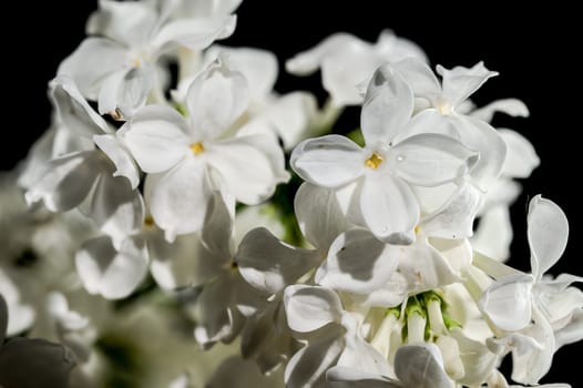 Beautiful blooming white lilac Angel White isolated on a black background. Flower head close-up.